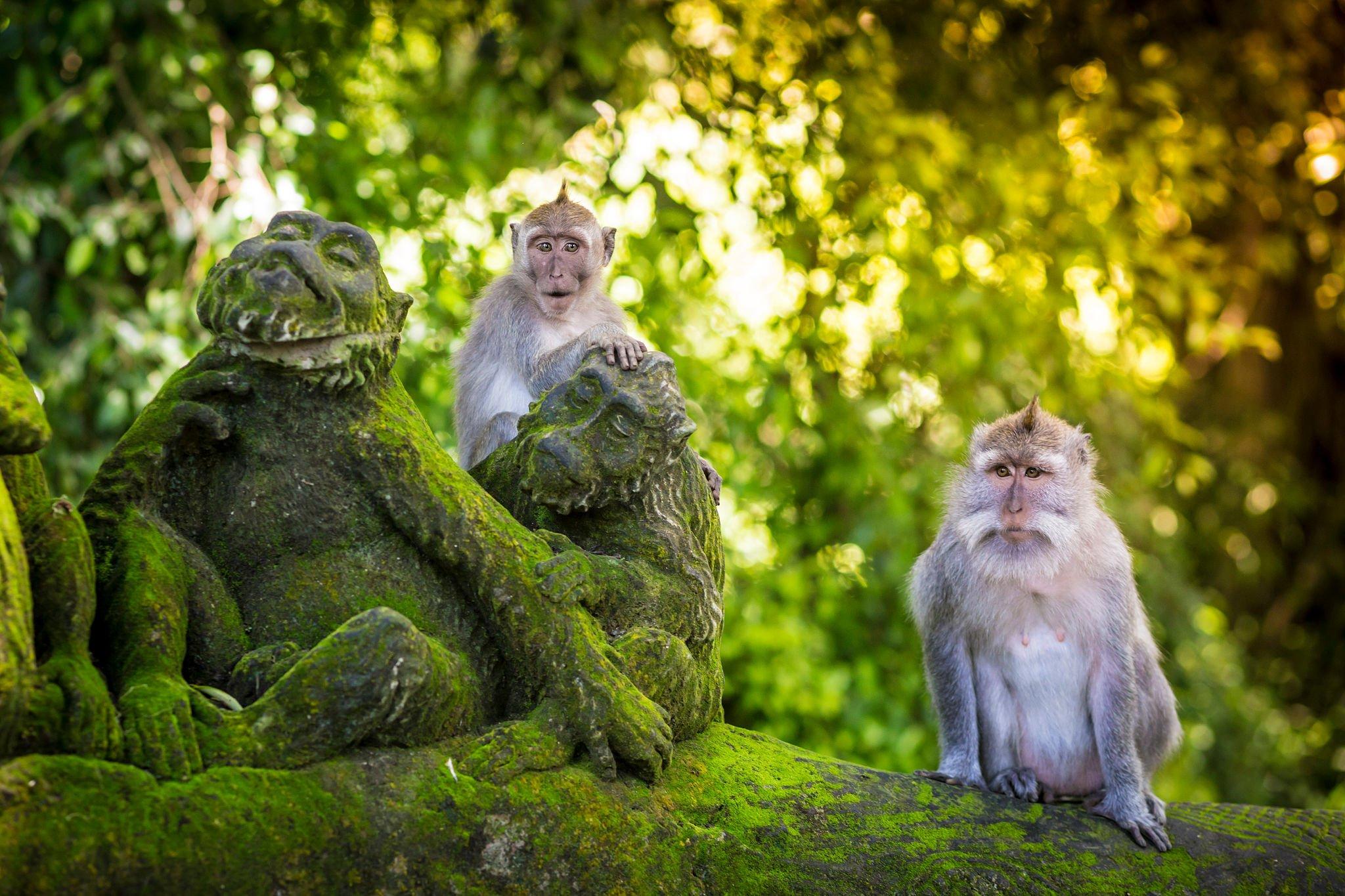 One Bali Tour