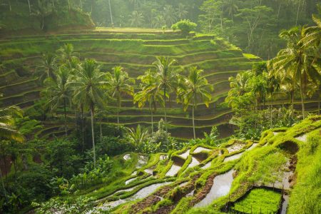 UBUD TOURS