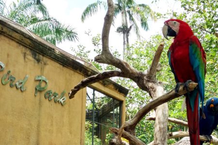 BALI BIRD PARK